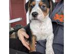 Kelpie, American Pit Bull Terrier For Adoption In Sanford, North Carolina