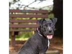 Adopt Mimosa a Black Mixed Breed (Large) / Mixed dog in Hilliard, OH (38967904)
