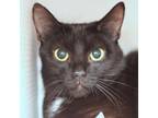 Adopt Galaxy a All Black Domestic Shorthair / Domestic Shorthair / Mixed cat in