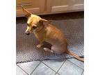 Peanut, Rat Terrier For Adoption In Hayesville, North Carolina