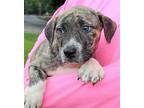 Dill 39608, Labrador Retriever For Adoption In Prattville, Alabama