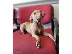 Bark Gable, Terrier (unknown Type, Medium) For Adoption In Topeka, Kansas
