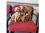 Grrregory Pack, Terrier (unknown Type, Medium) For Adoption In Topeka, Kansas