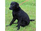 Capone 39482, Labrador Retriever For Adoption In Prattville, Alabama