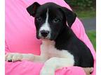 Oregano 39605, Labrador Retriever For Adoption In Prattville, Alabama