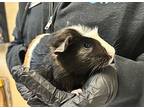 Swirl, Guinea Pig For Adoption In Oceanside, California