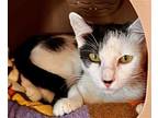 Quintessa, Domestic Shorthair For Adoption In Seal Beach, California