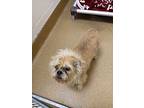 Cricket, Terrier (unknown Type, Small) For Adoption In Grand Forks, North Dakota