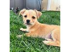 Syne, Terrier (unknown Type, Small) For Adoption In West Richland, Washington