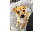 Resolution, Terrier (unknown Type, Small) For Adoption In West Richland