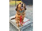 Adopt Scout a Black Hound (Unknown Type) / Mixed dog in Fairfax, VA (39015050)