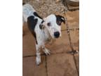 Adopt Tikki a Black - with White Pointer / Mixed dog in Athens, AL (39015555)