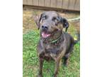 Adopt MISHA a Labrador Retriever / Mixed dog in Athens, AL (39063152)