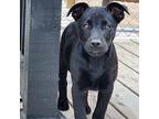 Dante, Labrador Retriever For Adoption In Okemah, Oklahoma