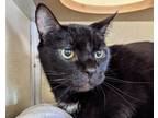 Adopt Flash a All Black Domestic Shorthair / Domestic Shorthair / Mixed cat in