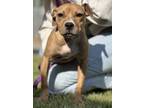 Pearl, American Pit Bull Terrier For Adoption In Lillington, North Carolina