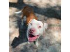 Adopt Keith a White Staffordshire Bull Terrier / Mixed Breed (Medium) / Mixed