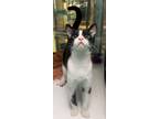 Adopt Polly a All Black Domestic Shorthair / Domestic Shorthair / Mixed cat in
