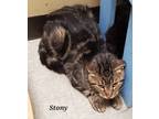 Adopt Stoney a All Black Domestic Mediumhair / Domestic Shorthair / Mixed cat in