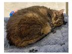 Adopt Andross a Brown or Chocolate Domestic Shorthair / Domestic Shorthair /