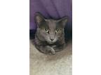 Adopt Lily a Gray or Blue Domestic Shorthair / Domestic Shorthair / Mixed cat in