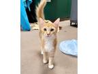 Adopt Ryder a Orange or Red Domestic Mediumhair / Domestic Shorthair / Mixed cat