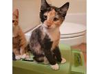 Crystal, Domestic Shorthair For Adoption In Louisa, Virginia