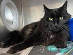 Adopt Satchmo a All Black Maine Coon / Domestic Shorthair / Mixed cat in