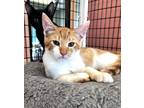 Adopt Casey a Orange or Red Domestic Shorthair / Domestic Shorthair / Mixed cat