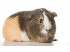 Ash, Guinea Pig For Adoption In Surrey, British Columbia