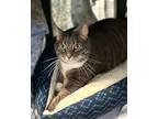 Winston, Domestic Shorthair For Adoption In Holland, Michigan