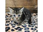 Adopt Winky a Domestic Short Hair