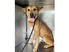 Adopt Peanut Butter a Mixed Breed