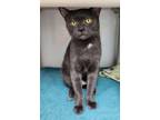Adopt Amy a All Black Domestic Shorthair / Domestic Shorthair / Mixed cat in