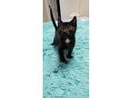 Dotty, Domestic Shorthair For Adoption In Youngsville, North Carolina