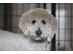 Adopt John Boy a Tan/Yellow/Fawn Poodle (Standard) / Mixed dog in Colorado