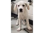 Adopt Abby a Great Pyrenees, Hound