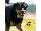 Adopt Indigo a Black Rottweiler / Mixed dog in Colorado Springs, CO (39049322)