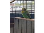 Basil, Budgie For Adoption In Burnaby, British Columbia