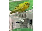 Butter, Budgie For Adoption In Burnaby, British Columbia