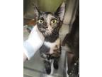 Adopt Penny a All Black Domestic Shorthair / Domestic Shorthair / Mixed cat in