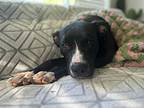 Jester, Labrador Retriever For Adoption In Houston, Texas