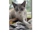 Adopt Myles a Gray or Blue Siamese / Domestic Shorthair / Mixed cat in Terre