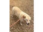 Molly 24, Labrador Retriever For Adoption In Brookhaven, Mississippi