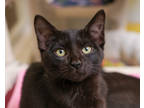 Adopt Mable a All Black Domestic Shorthair / Domestic Shorthair / Mixed cat in
