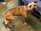 Roscoe 24, Staffordshire Bull Terrier For Adoption In Brookhaven, Mississippi