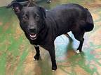 Wednesday 24 Hac, Labrador Retriever For Adoption In Brookhaven, Mississippi