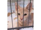 Adopt Theo a Tan or Fawn Domestic Shorthair / Domestic Shorthair / Mixed cat in