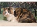 Phoebe, Domestic Longhair For Adoption In West Chester, Pennsylvania