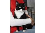 Patata, Domestic Shorthair For Adoption In West Chester, Pennsylvania